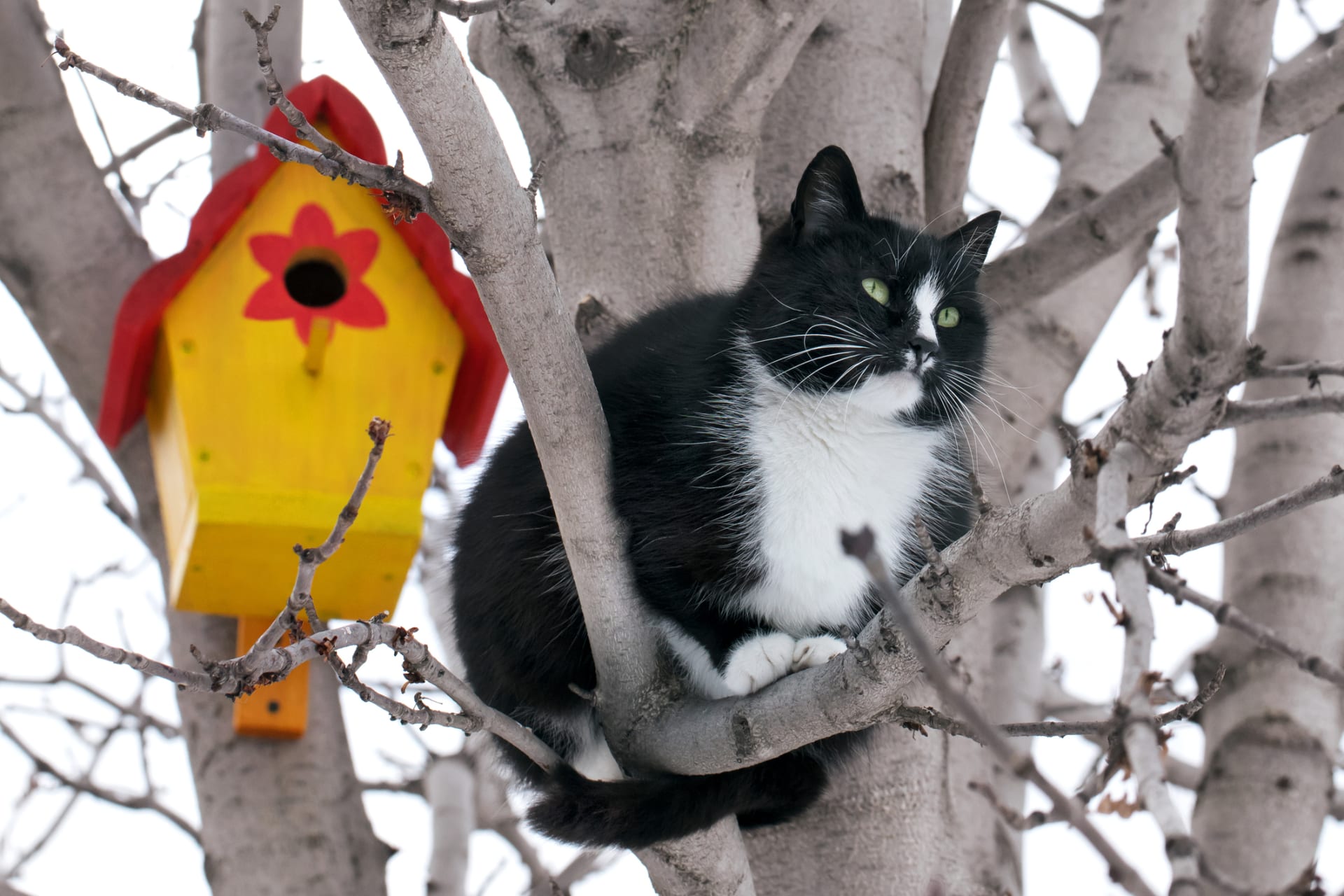 Pozor na kočky! Patří mezi velmi zdatné lovce ptáků