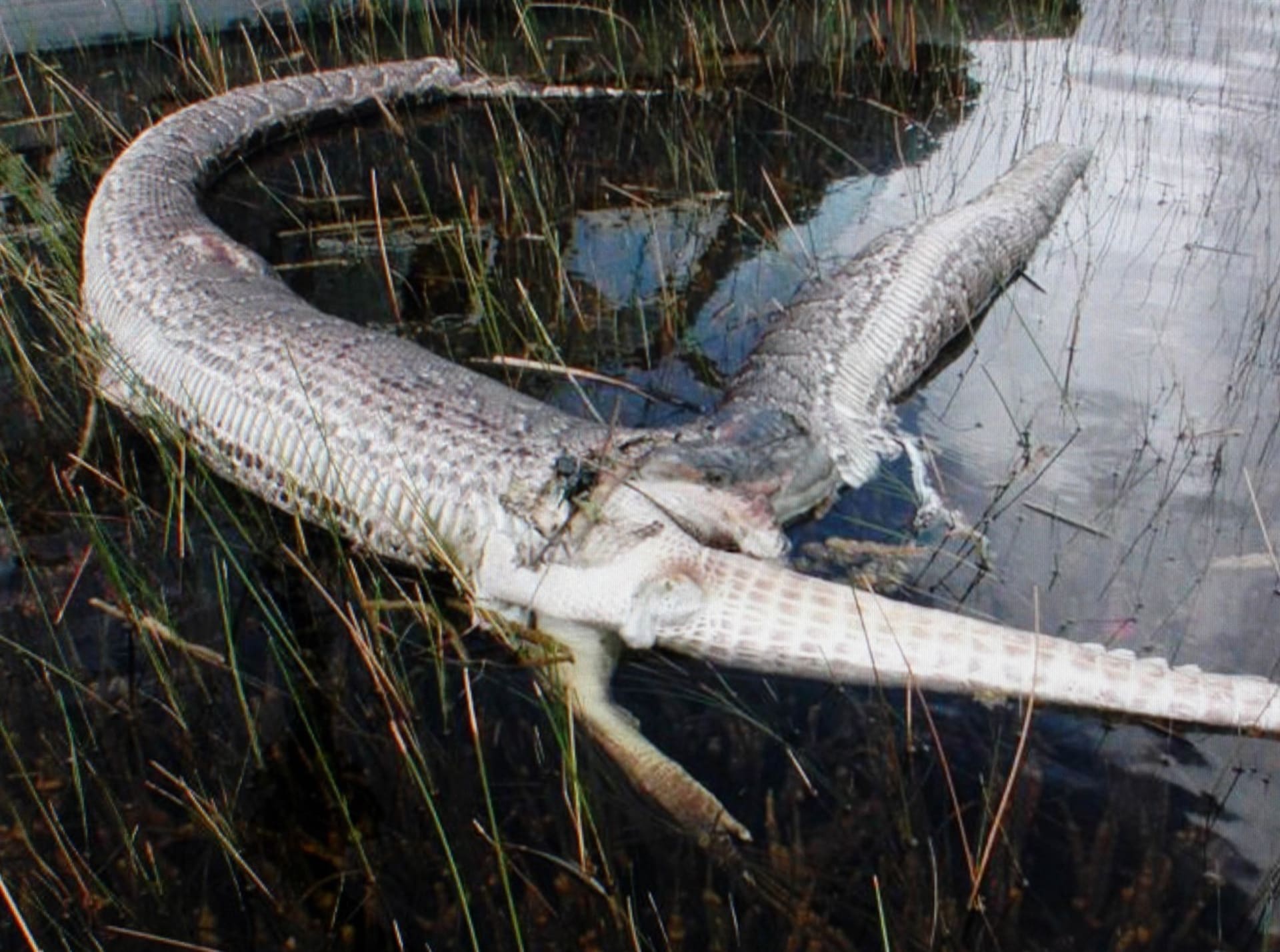 Krajty si dovolí na aligátory, může to ale vést ke smrti