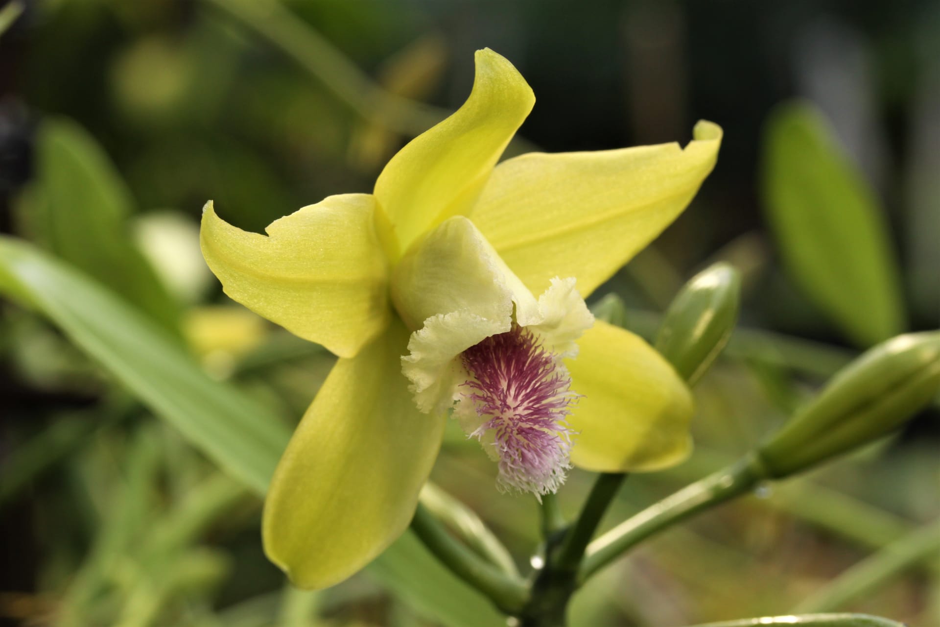Orchidej Vanilla aphylla, Nui Chua