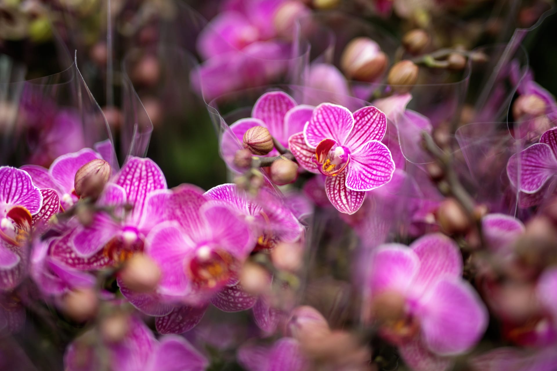 Milovníci orchidejí si také některou z krásek mohou i zakoupit a odnést domů.