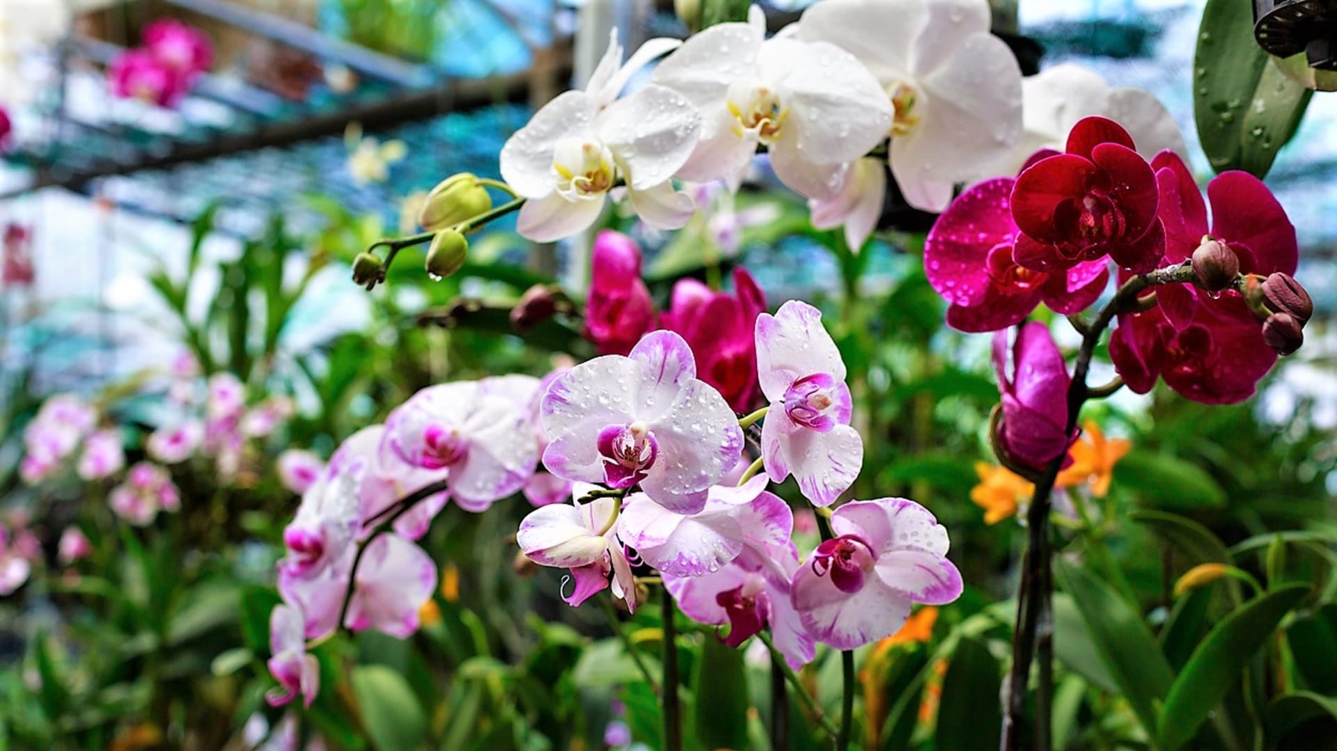 Phalaenopsis je orchidej, která má schopnost na stejném stonku kvést i několikrát po sobě. Po odkvětu proto neodstraňujeme celý stonek, ale odřízneme ho zhruba ve spodní třetině. Často na něm vyraší nový květ.
