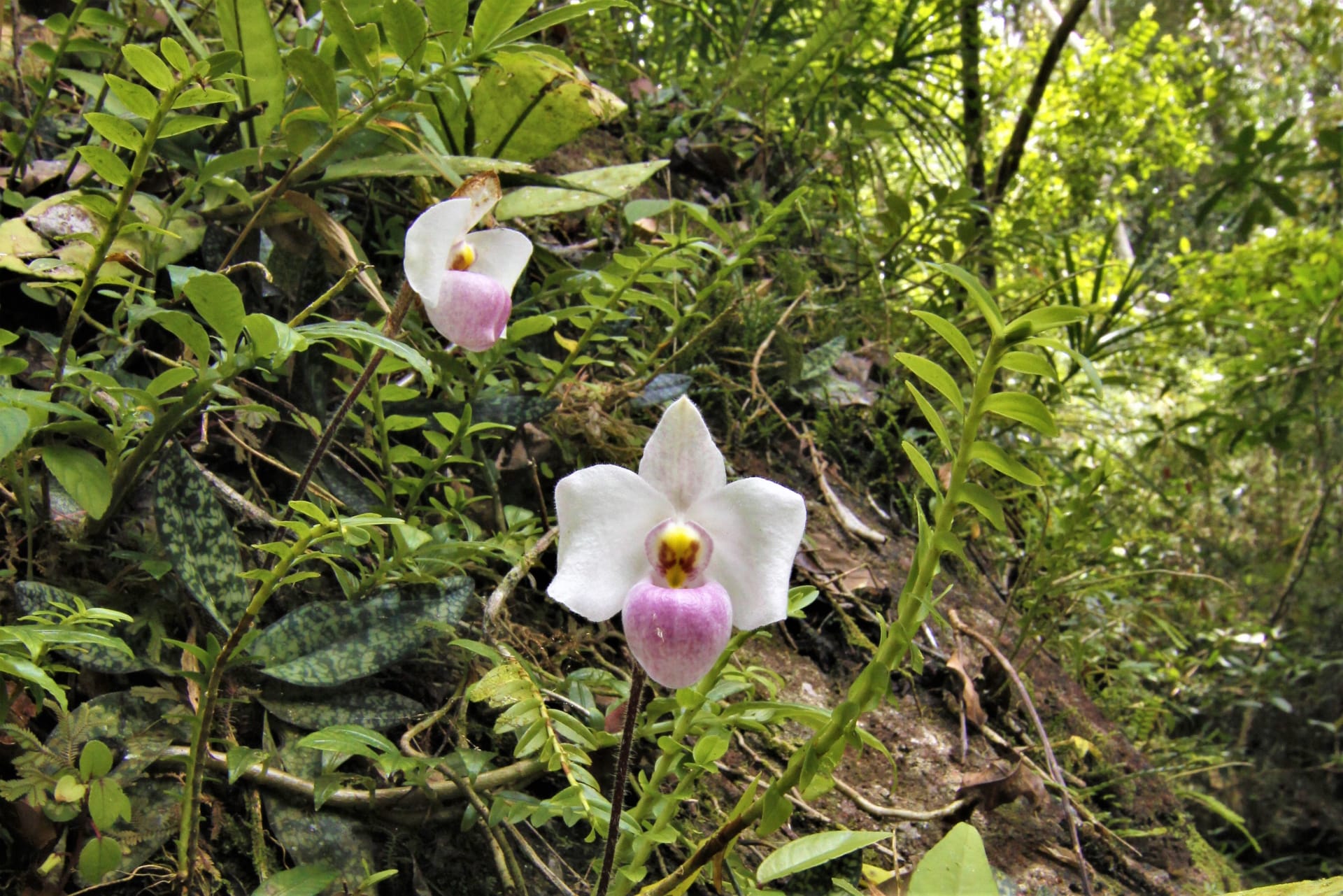 Orchidej Paphiopedilum delenati 