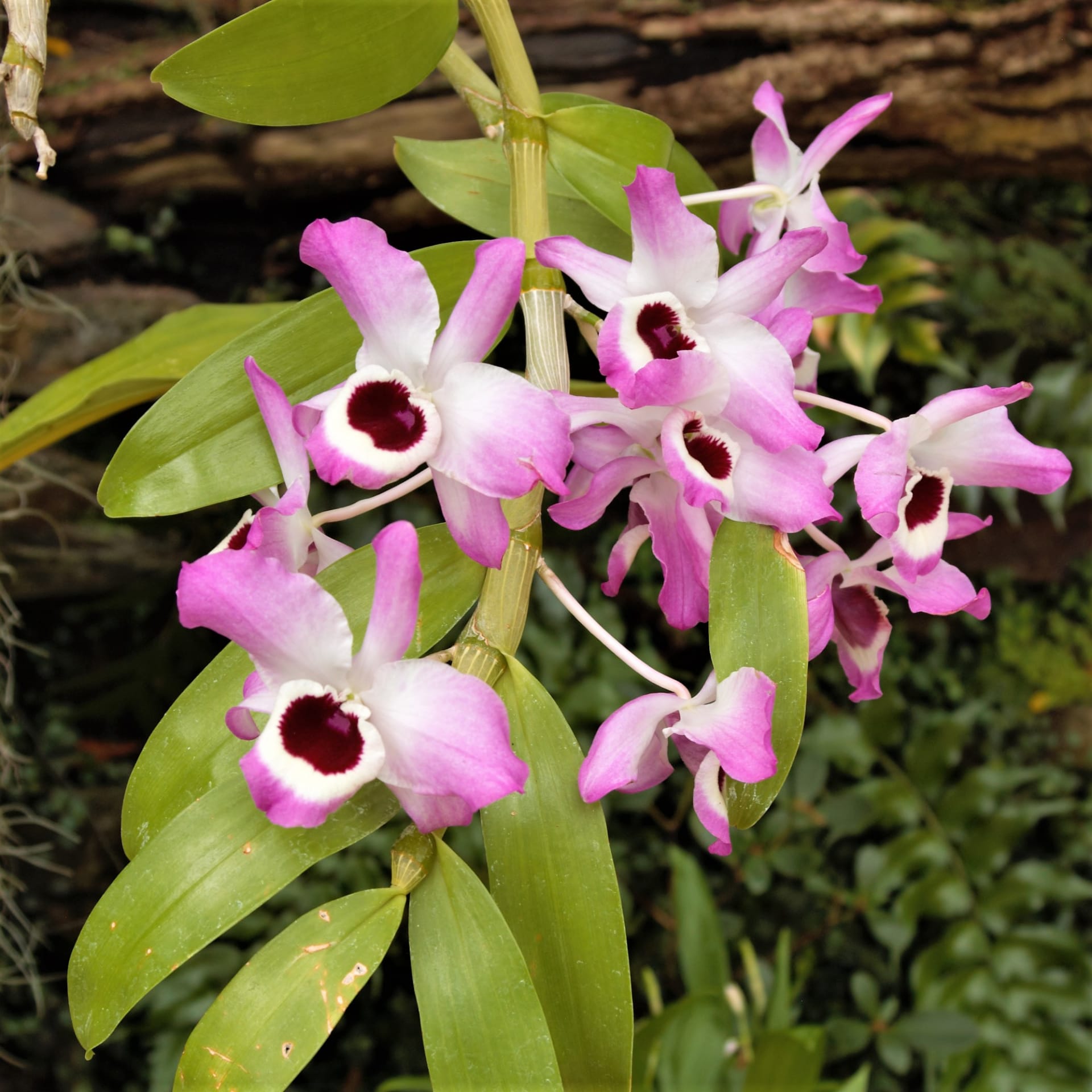 Orchidej Dendrobium nobile