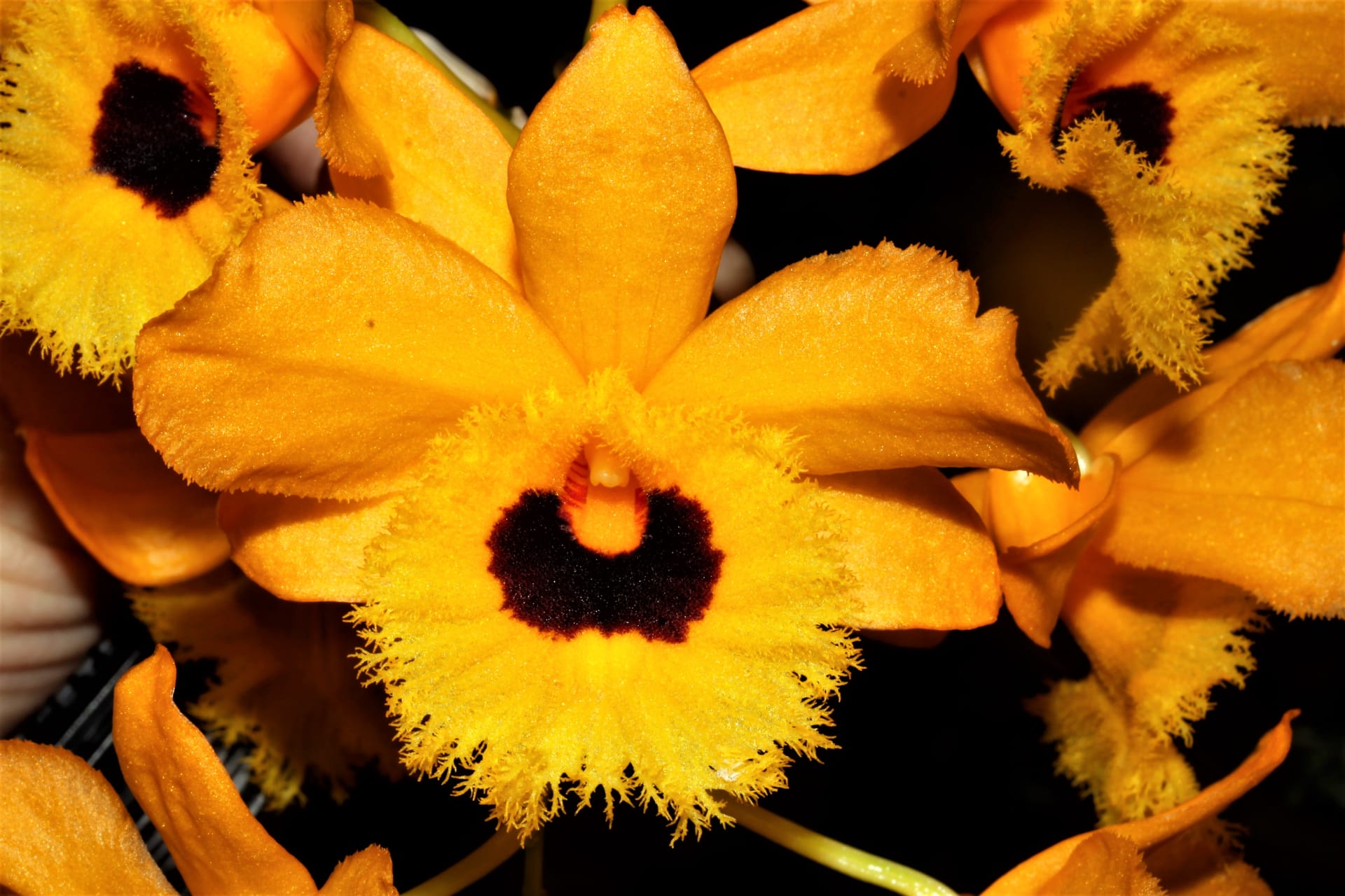 Orchidej Dendrobium fimbriatum