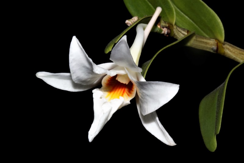 Orchidej Dendrobium draconis