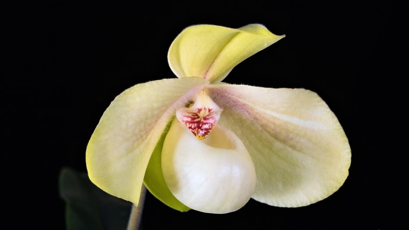 Orchidej Paphiopedilum hangianum