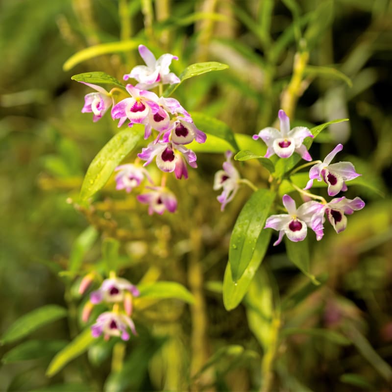 Prodejní výstavu orchidejí můžete navštívit od 3. do 19. března ve skleníku Fata Morgana v Botanické zahradě hl. m. Prahy v Troji. Tentokrát je zaměřená na rostlinné bohatství Vietnamu, který je z pohledu orchidejí skutečnou pokladnicí světa. 