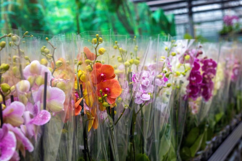 Pro návštěvníky, kteří podlehnou kouzlu orchidejí, je opět připraven prodej. i zakoupit a odnést domů.