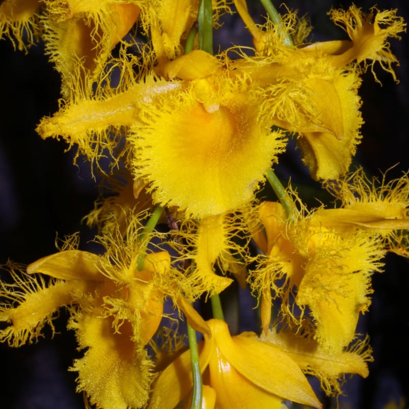 Orchidej Dendrobium harveyanum