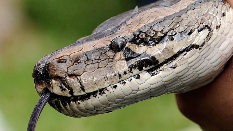 Desetitisíce gigantických hadů tyranizují Ameriku. Spásou mají být živé návnady