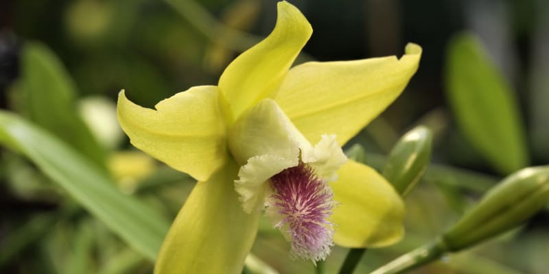 Orchidej Vanilla aphylla, Nui Chua