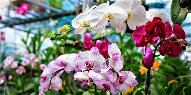 Nenechte si ujít výstavu orchidejí v pražské Troji. Objevte poklady vietnamské džungle 