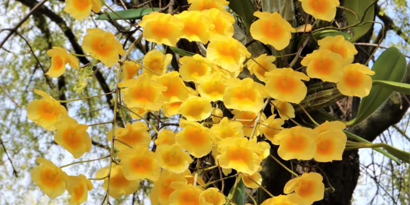 Orchidej Dendrobium lindleyi
