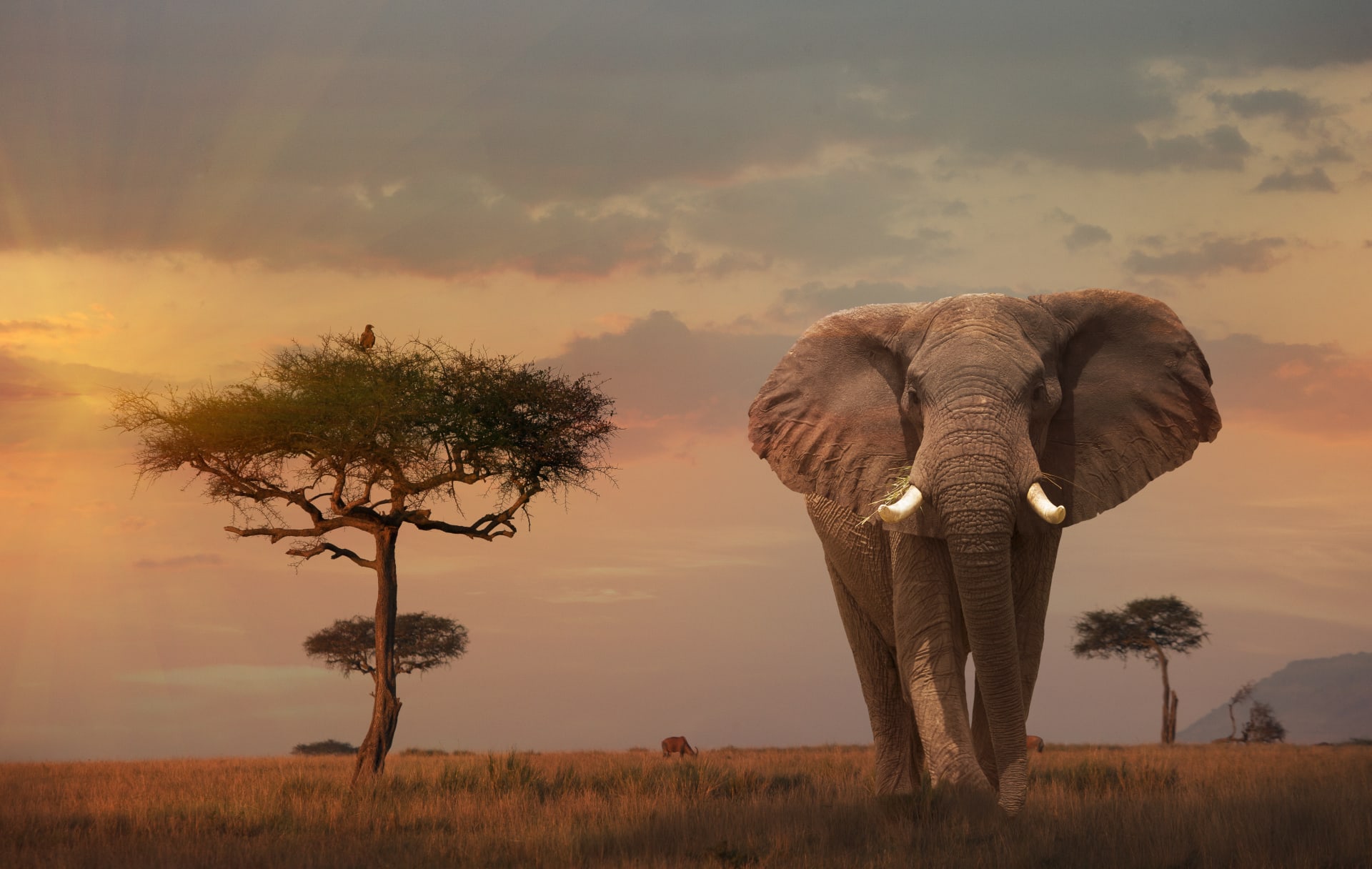 Během minulého století byly vybity miliony slonů 