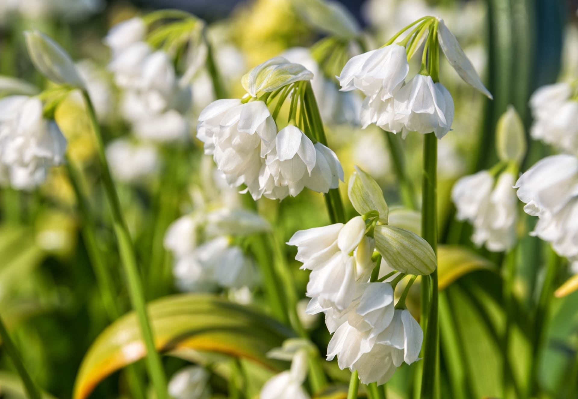 Květy česneku podivného jsou zvonkovité, v bílé až krémové barvě, s krátkými tyčinkami. Varieta Allium normale.