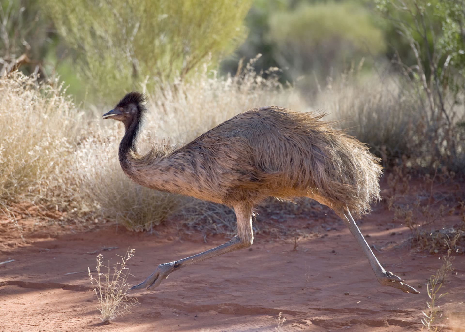 Emu běhá rychlostí až 50 kilometrů v hodině