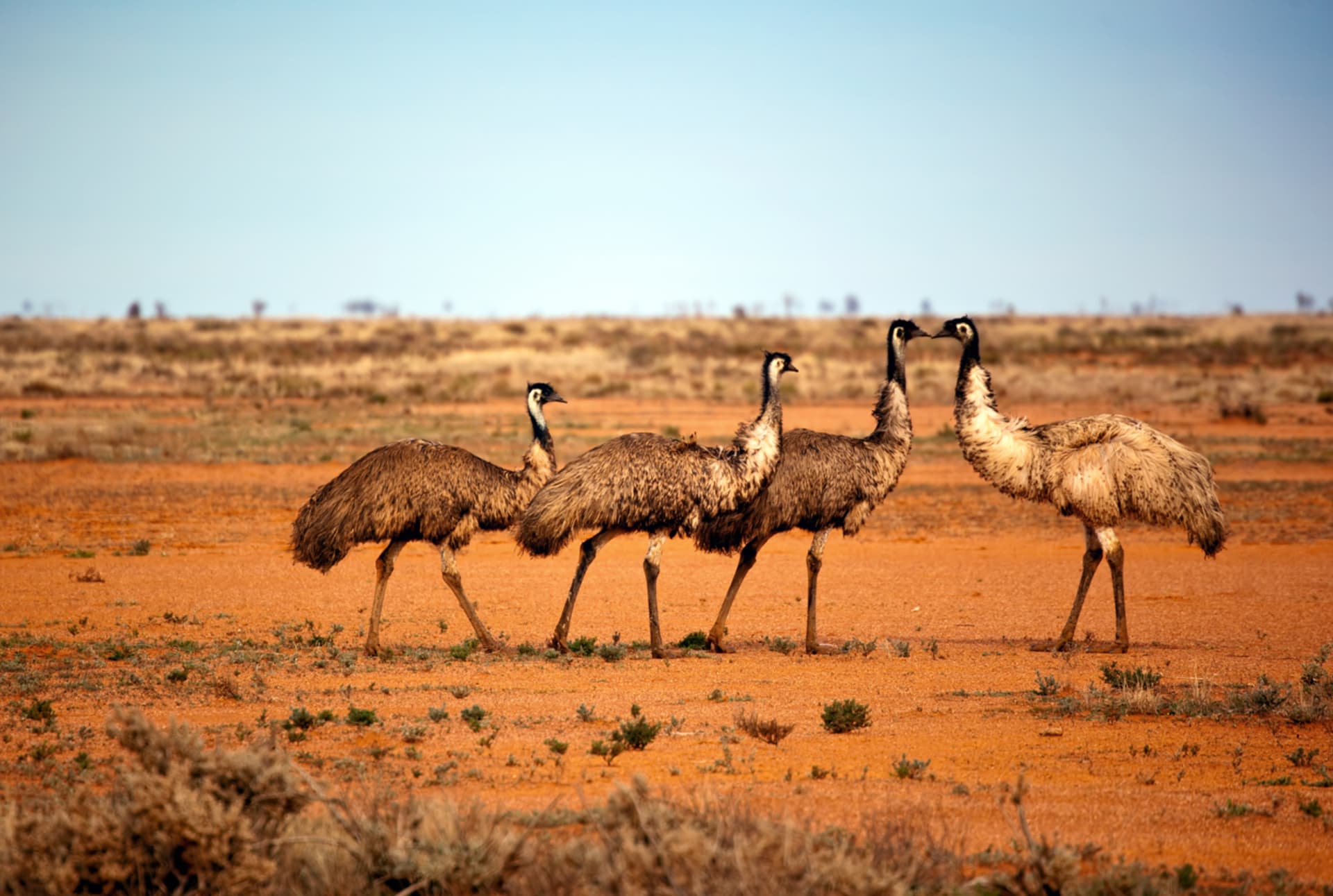 Emuů hnědýchv Austrálii žije okolo 600 tisíc