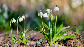 Jarní rovnodennost: Využijte energii jara pro své zdraví podle dávných rituálů