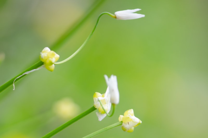 Jeden květ a několik pacibulek najdete u variety Allium paradoxum