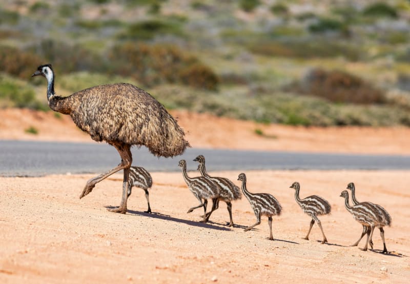 Pokud má podmínky, emu se množí rychle