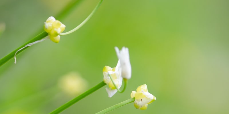 Jeden květ a několik pacibulek najdete u variety Allium paradoxum