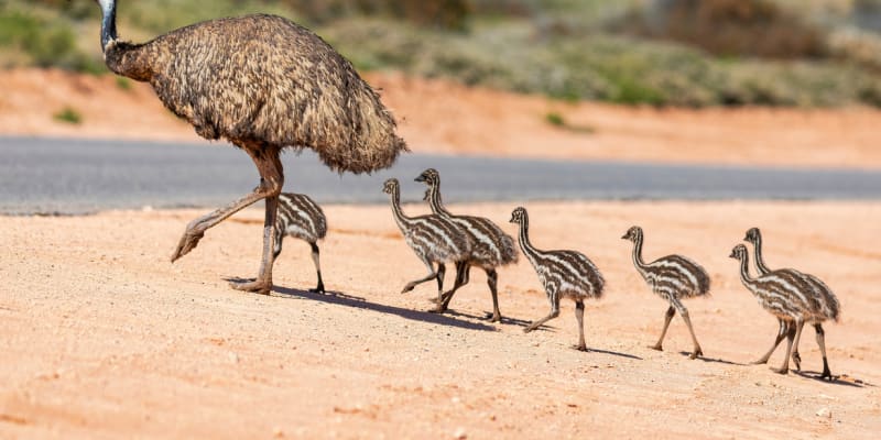 Pokud má podmínky, emu se množí rychle