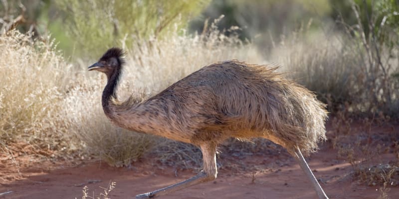 Emu běhá rychlostí až 50 kilometrů v hodině