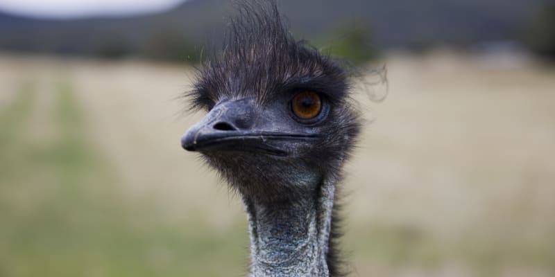Emu hnědý je chytřejší, než vypadá