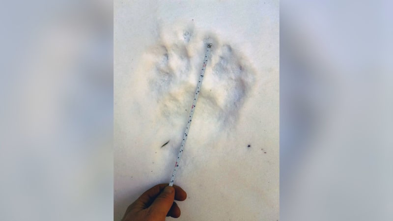 Po medvědici zůstalo ve sněhu množství zřetelných stop