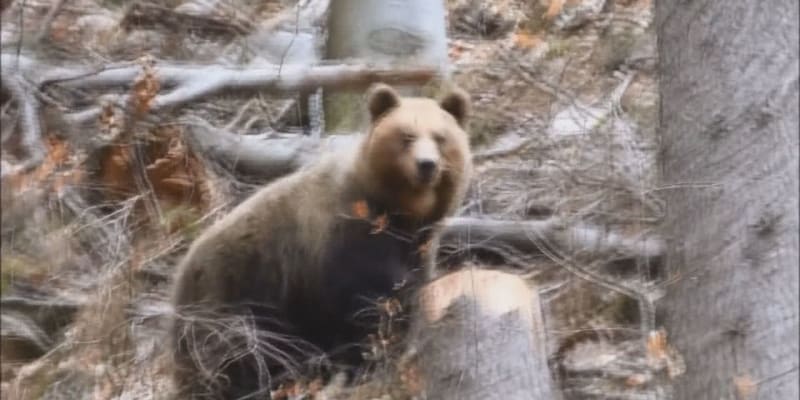 Medvěd natočený na Slovensku