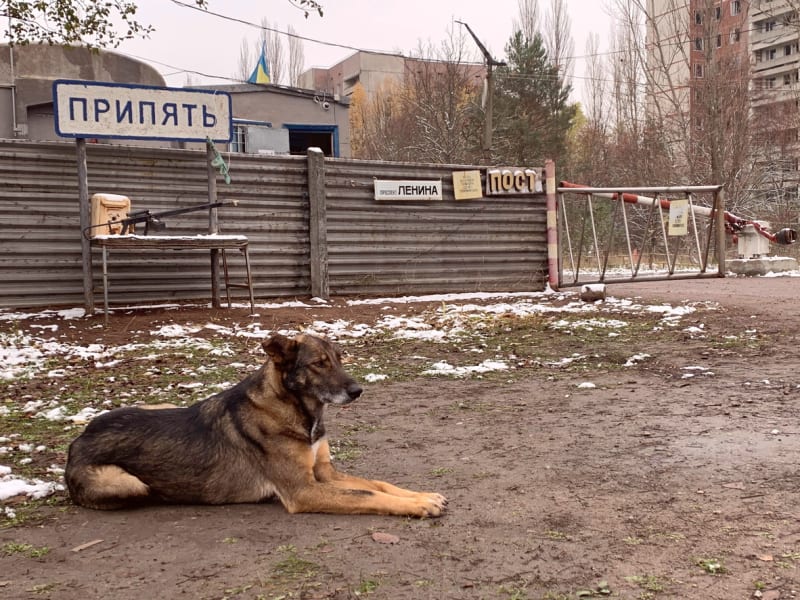 V zamořené oblasti v těsném okolí JE Černobyl žijí stovky psů