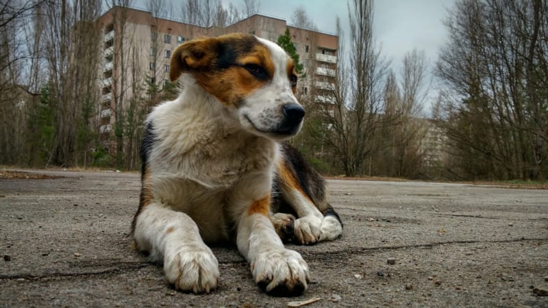 Stovky psů z Černobylu zmutovaly. Co odhalila nová analýza jejich DNA?