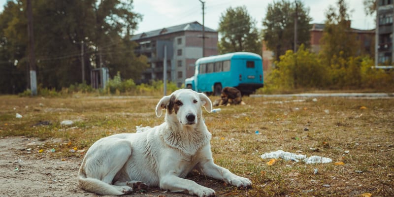 V zamořené oblasti v těsném okolí JE Černobyl žijí stovky psů