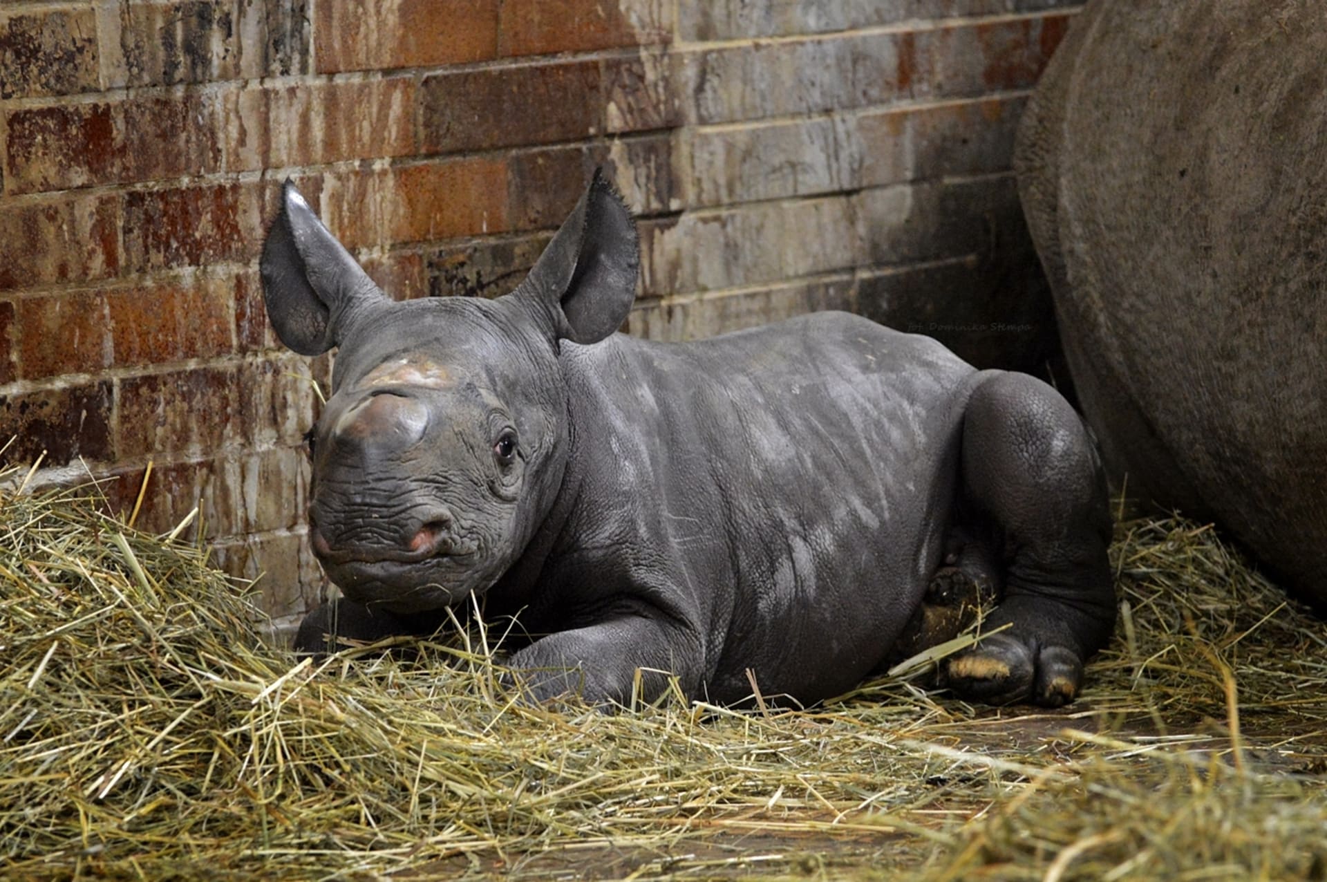 Mládě nosorožce s matkou