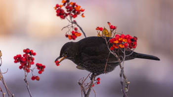 Už teď přemýšlejte, čím budete krmit ptáčky příští zimu. Vysaďte vhodné květiny a keře