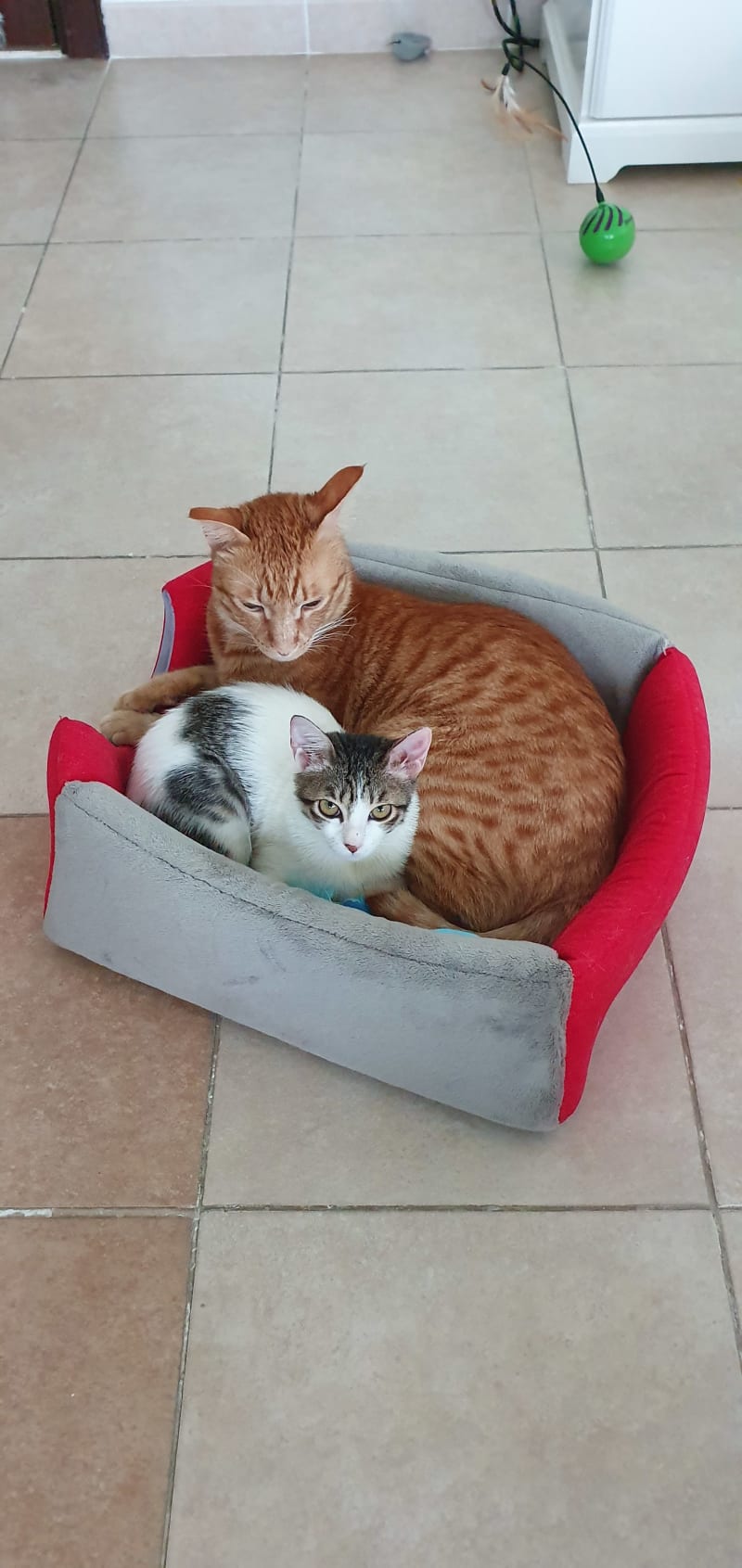 Obě kočičky jsou díky Mirce v pořádku
