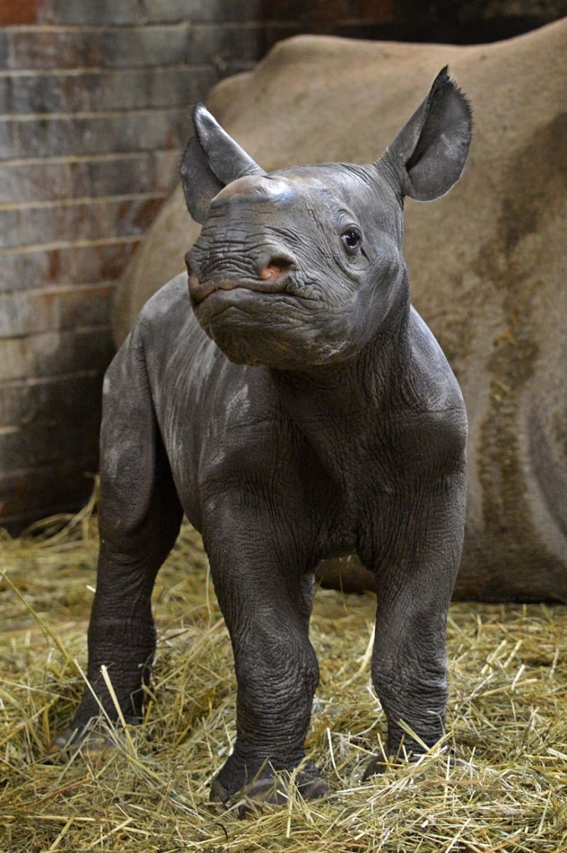Mládě nosorožce ve výběhu