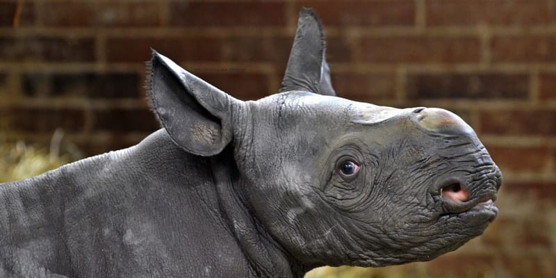 Ohrožený druh nosorožce