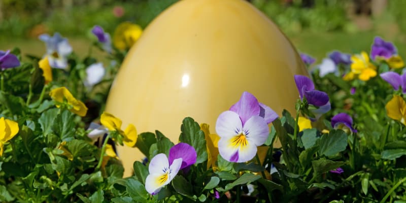 Mega vajíčko v maceškách  - pěkná zahradní dekorace