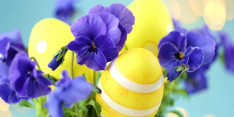 Veselé maceškové Velikonoce!