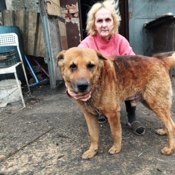 Dagmar Paláková žije už 16 let v jedné ostravské garáži. Asi 10 let i se psem Rexem, který teď umírá na rakovinu, Žena zatím marně shání štěně německého vlčáka.
