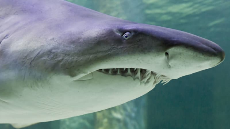 Žralok tygří s oblibou loví na mělčinách