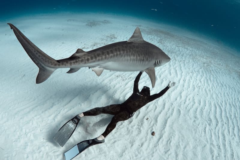 Žraloci tygří mají na svědomí 19  fatálních útoků na člověka