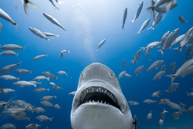 Žralok tygří má 48 zubů