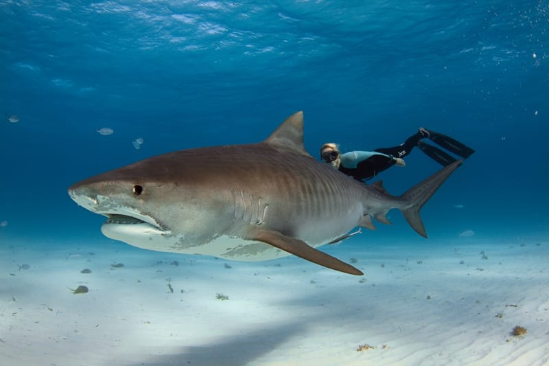 Žralok tygří zachytí sebemenší množství krve