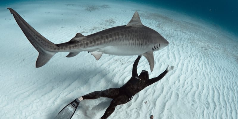 Žraloci tygří mají na svědomí 19  fatálních útoků na člověka