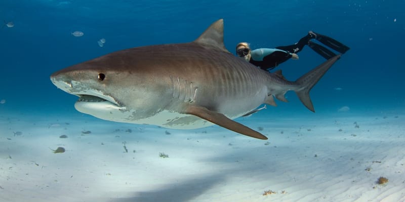 Žralok tygří zachytí sebemenší množství krve