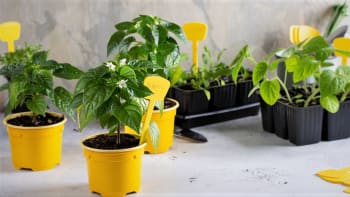 Domácí zelenina je nejlepší! Návod, jak vypěstovat vlastní sazenice rajčat, paprik, salátů či dýní