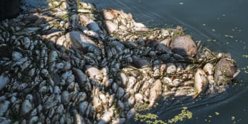 Přes 42 tun mrtvých ryb v Dyji. Akademie věd zveřejnila, co ekologickou katastrofu způsobilo