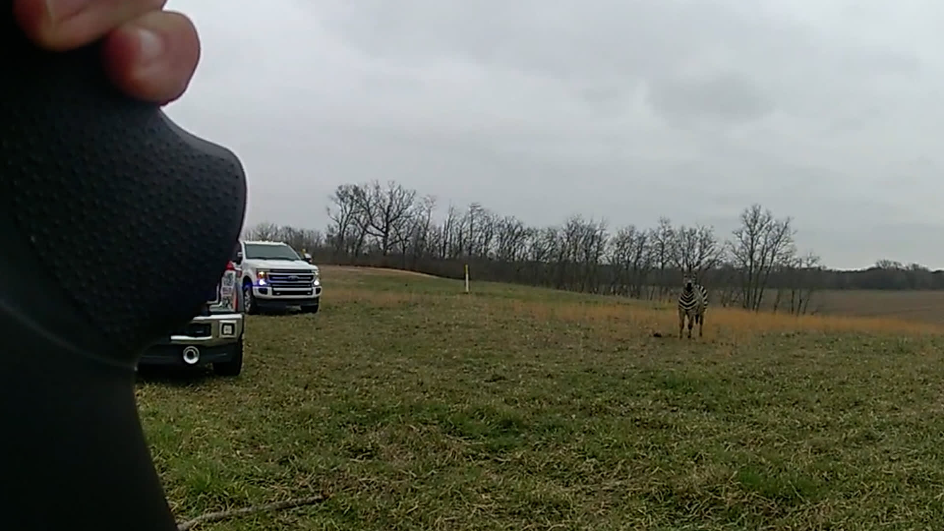 Policisté v Ohiu zastřelili zebru, která pokousala seniora.
